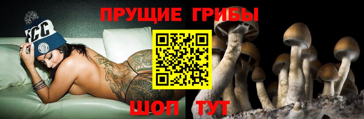 Галлюциногенные грибы MAGIC MUSHROOMS  Псилоцибиновые грибы GOLDEN TEACHER  Черногорск  Вход с VPN 